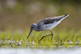 Image. Common Greenshank