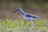 Image. Common Greenshank