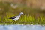 Image. Common Greenshank
