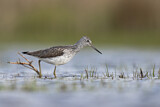 Image. Common Greenshank