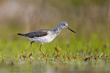 Image. Common Greenshank