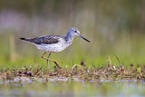 Image. Common Greenshank