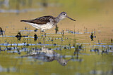 Image. Common Greenshank