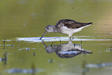 Image. Common Greenshank
