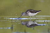 Image. Common Greenshank