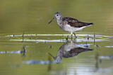 Image. Common Greenshank