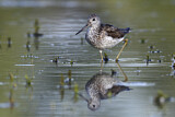 Image. Common Greenshank