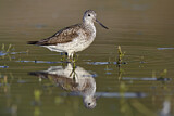 Image. Common Greenshank