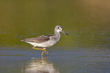 Image. Common Greenshank