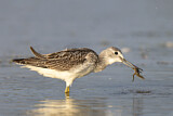 Image. Common Greenshank