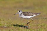 Image. Common Greenshank