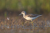 Image. Common Greenshank