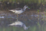 Image. Common Greenshank