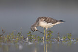 Image. Common Greenshank