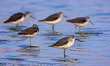 Image. Common Greenshank