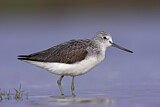 Image. Common Greenshank