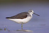 Image. Common Greenshank