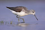 Image. Common Greenshank