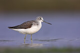 Image. Common Greenshank