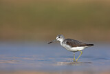 Image. Common Greenshank