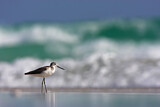 Image. Common Greenshank