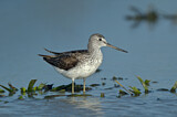 Image. Common Greenshank