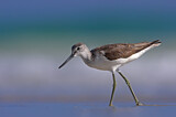 Image. Common Greenshank
