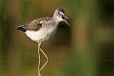 Image. Common Greenshank
