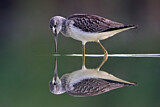 Image. Common Greenshank