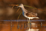 Image. Common Greenshank