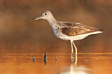 Image. Common Greenshank
