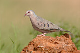 Image. Common Ground Dove