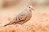 Image. Common Ground Dove
