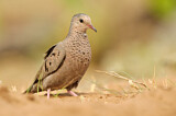 Image. Common Ground Dove