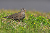 Image. Common Ground Dove