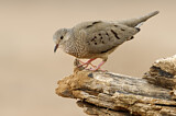 Image. Common Ground Dove