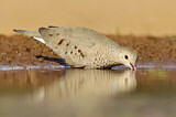 Image. Common Ground Dove