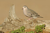 Image. Common Ground Dove