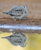 Image. Common Ground Dove