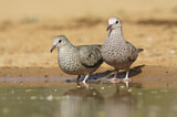 Image. Common Ground Dove