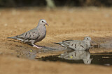 Image. Common Ground Dove