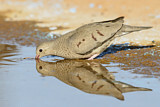 Image. Common Ground Dove