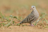 Image. Common Ground Dove