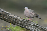 Image. Common Ground Dove