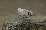 Image. Common Ground Dove