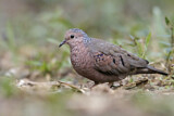 Image. Common Ground Dove