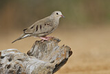 Image. Common Ground Dove