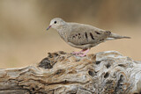 Image. Common Ground Dove