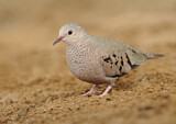 Image. Common Ground Dove