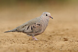 Image. Common Ground Dove